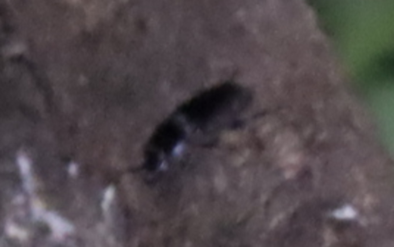 ヒラタ それとも コクワガタの♀（拡大）_蔦が生えたクヌギ-ほったらかしの森_2023年10月23日18時35分気温14.4度